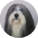 Bearded Collie slate