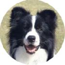 Border Collie black & white