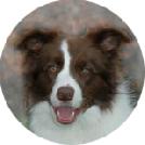 Border Collie red & white