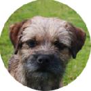 Border Terrier