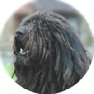 Bergamasco