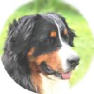 Bernese Mountain Dog