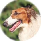 Borzoi