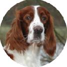 Irish Red & White Setter