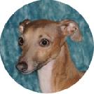 Italian Greyhound