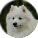 Japanese Spitz