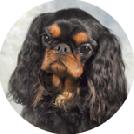 King Charles Spaniel (Black & Tan)