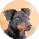 Manchester Terrier