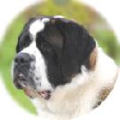 St Bernard